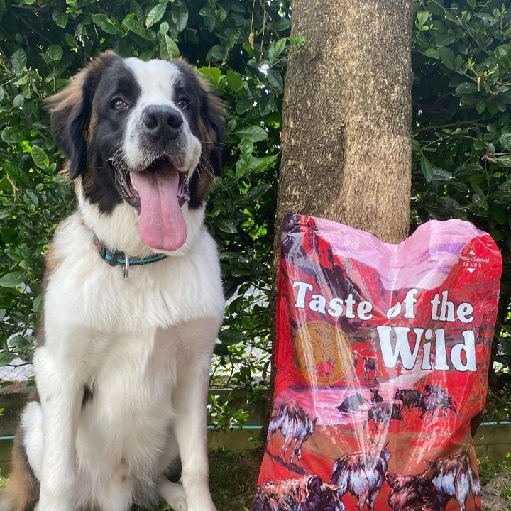 غذای خشک سگ تیست آف د وایلد ساوت وست طعم گراز وحشی Taste of the Wild Southwest Canyon وزن 2 کیلوگرم