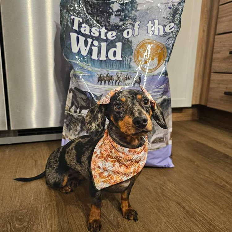 غذای خشک سگ تیست آف د وایلد سیرا مانتین طعم گوشت بره کبابی Taste of the Wild Sierra Mountain وزن 2 کیلوگرم