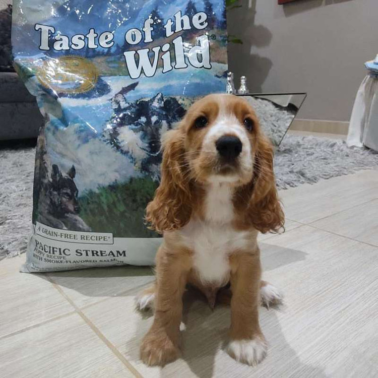 غذای خشک توله سگ تیست آف د وایلد پسفیک استریم طعم سالمون دودی Taste of the Wild Pacific Stream Puppy وزن 2 کیلوگرم