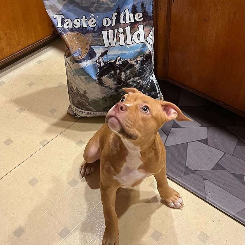 غذای خشک توله سگ تیست آف د وایلد پسفیک استریم طعم سالمون دودی Taste of the Wild Pacific Stream Puppy وزن 2 کیلوگرم