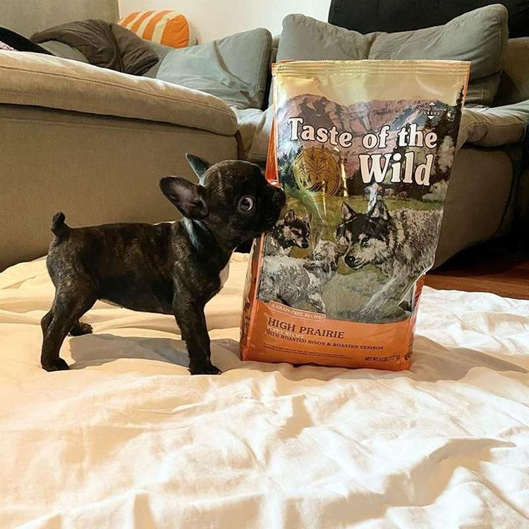 غذای خشک توله سگ تیست آف د وایلد های پریری طعم گاومیش و گوزن کبابی Taste of the Wild High Prairie Puppy وزن 2 کیلوگرم